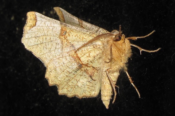 Selenia lunularia, Geometridae